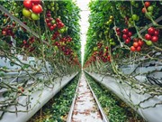 Liệu blockchain có thể khôi phục niềm tin của người tiêu dùng và an ninh lương thực?